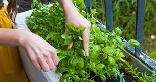 So lebt Dein Basilikum in der Küche oder im Garten ewig