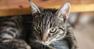 Your Cat Could Be Ignoring You Based On Their Name, Vet Claims