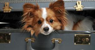 A Dying Woman Wanted To Say Goodbye To Her Dog, So Her Husband Snuck Him Into The Hospital In A Suitcase