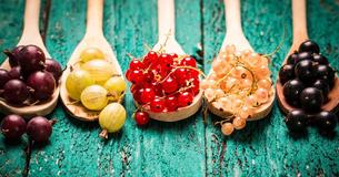 Johannisbeeren bringen Fett zum schmelzen