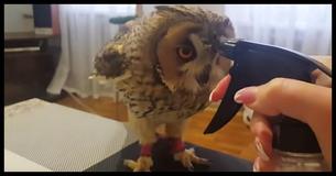 Deze baby uil heeft het internet veroverd met zijn reactie op een spuitfles bad.