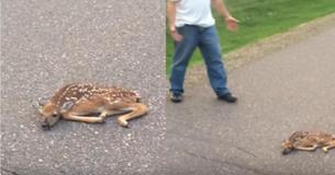 Bestuurder trapt op de rem toen hij hertje in elkaar zag zakken op de weg, terwijl camera’s de redding vastleggen