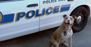 Local Cops Find Cheaper K9s By Adopting Pit Bulls From The Animal Shelter