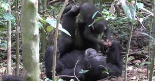 This Footage Of A Mama Chimpanzee Playing 'Airplane' With Her Baby Is Melting Millions Of Hearts