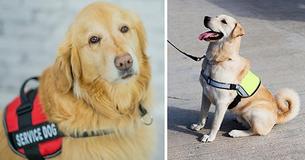 This Is What To Do If A Service Dog Approaches You Without Their Owner