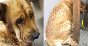 Dog Snubs Everyone After Owner Dies. But Everything Changed When He Met This Man