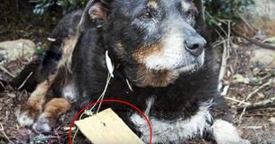 Nachdem ein verschwundener Hund zu seinen Besitzern zurückkehrt, finden sie eine Notiz an seinem Halsband, die alles erklärt