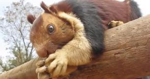 These Colorful, Giant Squirrels Are The Most Beautiful Rodents You’ve Ever Seen