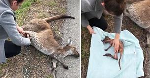Woman Saves Baby Kangaroo After She Reaches Into Its Dead Mother's Pouch