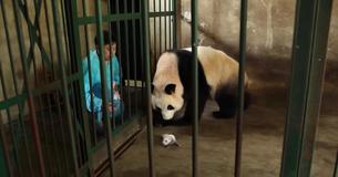 Des gardiens de zoo élaborent un plan ingénieux pour une mère panda qui ne se rend pas compte qu'elle a des jumeaux