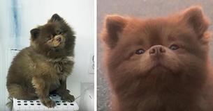 Breeder Sent Him Away To A Shelter Because He Was 'Too Big To Sell' But Now He's An Internet Star