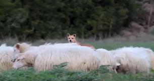 Good Boy's "Work Ethic" While He's Supposed To Be Guarding Sheep Has Internet In Stitches