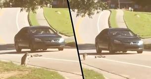 Heartbreaking Video Shows Raccoon Mourning The Dead Body Of Run Over Friend
