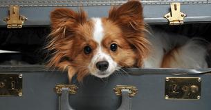 Herzerweichend  Hund im Koffer ins Krankenhaus geschmuggelt, damit sterbende Frau Abschied nehmen kann