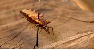 A Bite From This Insect Can Lead To Heart Disease