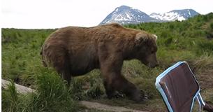 Wild Brown Bear Shocks Unsuspecting Man By Sitting Next To Him While Camping
