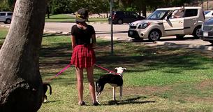 Ragazza porta 2 tristi cani a passeggio e vede un uomo vestito di bianco uscire da un'auto e capisce che lui è il vero padrone dei cani