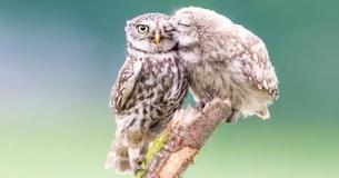 Adorable Baby Owl Thanks Mom For Food With A Precious Kiss On The Cheek