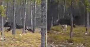 Un homme filme des images terrifiantes d'un gigantesque loup de 2 m à la poursuite de son chien