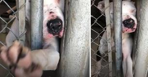 Desperate, Adorable Shelter Dog Reaches Out And Begs To Be Adopted - And It Works