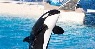 In Frankreich wird die Gefangenschaft von Orcas und Delphinen verboten