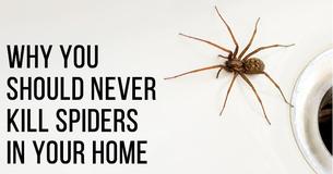 You Should Never, Ever Kill A Spider In Your Home. Here's Why