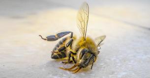It's Official: Bumblebee Has Been Added To The Constantly Growing List Of Endangered Species