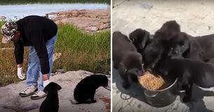 Man Hears Crying Across Lake, Finds 7 Starving Puppies Stranded On Island