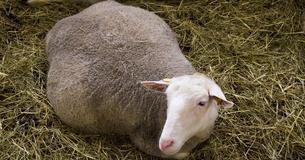Haustier versucht verzweifelt zu überleben, als Besitzerin schockiert 4 Neugeborene rauskrabbeln sieht