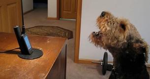 This Airedale Terrier Missed His Mom So Much, He Called Her At Work - And It Has Us Cracking Up