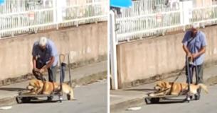 This Sweet Old Man Invented A Clever Way To Walk His Disabled Dog