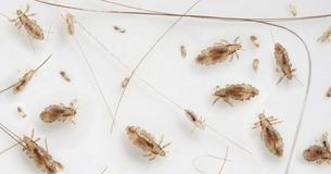 Sie kommen: Läuse, Spinnen, Fliegen  So wirst Du sie wieder los 
