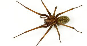 Spinnen-Alarm: Mit dem Herbst kommt auch die Hauswinkelspinne