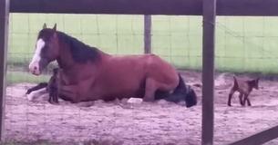 Some Baby Goats Spot A Resting Horse - What Happens Next Is Comedic Gold