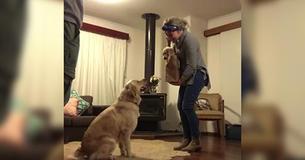 Mom Brings Home A Cute New Puppy But The Older Dog's Reaction Is Melting Everyone's Heart