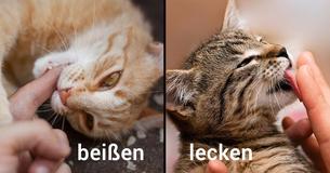 10 Anzeichen dafür, dass Deine Katze Dich wirklich liebt