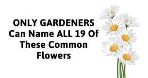 Only Gardeners Can Name ALL 19 Of These Common Flowers