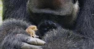 Huge Gorilla And Tiny Wild Bush Baby Become Best Friends