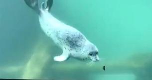 Watch The Cute Moment When A Seal And Butterfly Become Friends