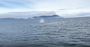 Unos turistas estaban distraídos por algo que había en el agua cuando la cámara gira repentinamente y todos gritan