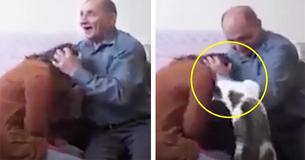 Video Footage Shows Brave Cat Jumping To His Owner's Rescue When Her Husband 'Attacks' Her