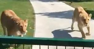 Une femme forcée d'abandonner les lions qu'elle a adoptés, éclate en larmes quand ils sont réunis 7 ans plus tard