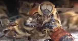 These Compassionate Bees Worked Together To Save Their Friend's Life
