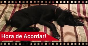 Cachorro acorda as 3h30 da manhã – a reação dele está matando a Internet de rir