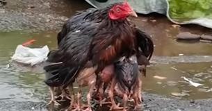 Mother Hen Protects Chicks From Rain With Her Body By Using Her "10 Extra Legs"