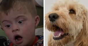 Dog Saves Life Of Boy Suffering From Down Syndrome, Family Is Incredibly Thankful