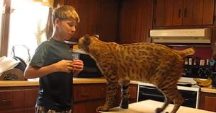 Little Boy Rescues Bobcat From Forest Fire And Receives 'Thank You' He'll Never Forget
