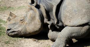 Rangers Find Baby Rhino Making 'Heartbreaking Noises' After Witnessing Mom Be Killed By Poachers