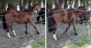 This Hilarious Video Of A Horse Sneaking Out Through A Roped Fence Has The Internet Cracking Up