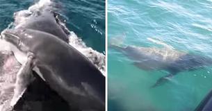 Group Of Dolphins Protect A Female Humpback Whale And Her Calf From Group Of Male Whales